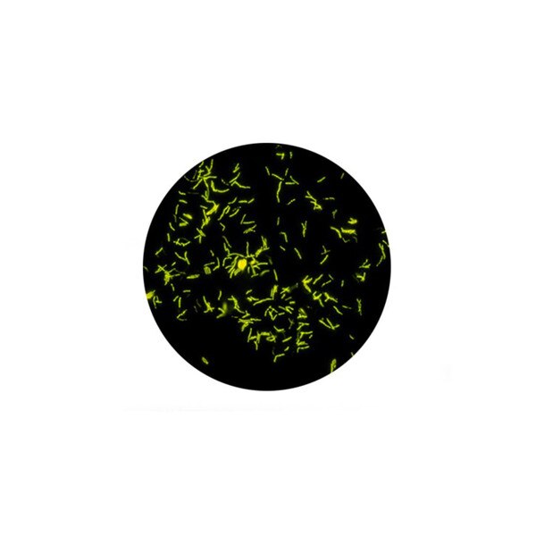 Auramine-O Stain, 8oz.